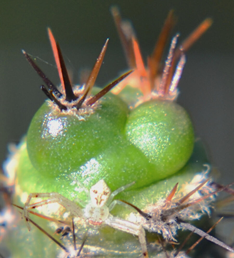 Transformer Spider on Cacti Freak